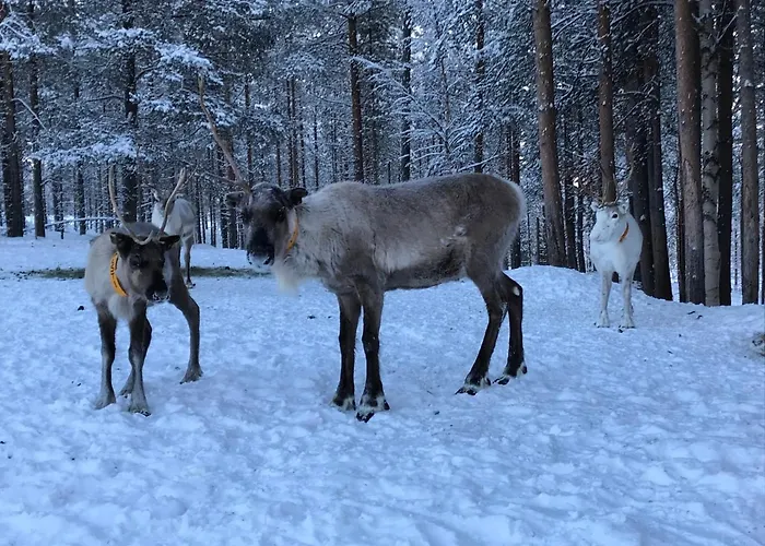 Apartament Soppela Retreat At The Arctic Circle *
